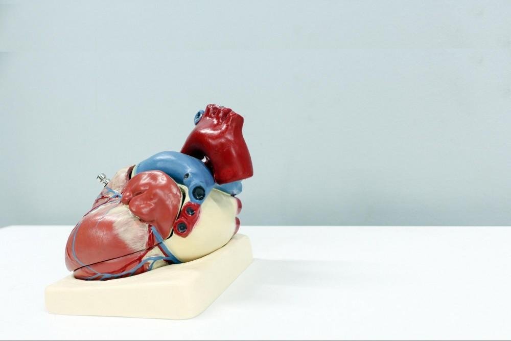 Exploring the Field of Cardiology and Its Role in Overall Health