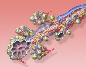 bronchial anatomy details normal Understanding the Causes and Symptoms of Bronchitis