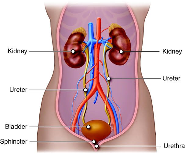What To Ask Your Urologist at Your Appointment What To Ask Your Urologist at Your Appointment