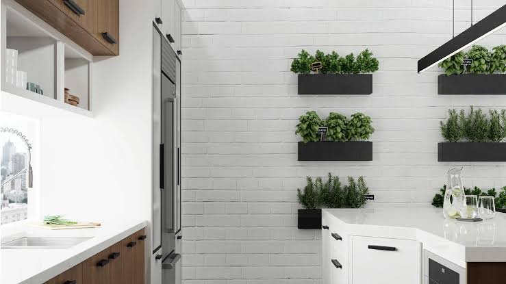 The Role of Plant-Based Products in Modern Wellness